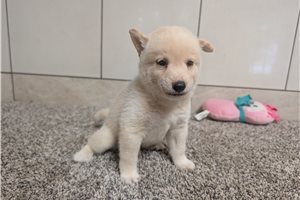 Huckleberry - Shiba Inu for sale