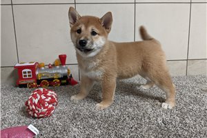 Kiseki - puppy for sale