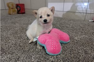 Harper - Shiba Inu for sale