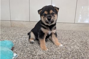 Kalen - Shiba Inu for sale