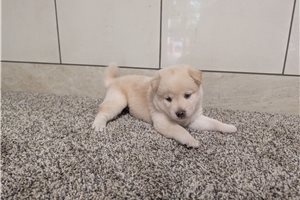 Jake - Shiba Inu for sale