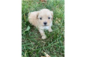 Cassie - Shih-Poo - Shihpoo for sale