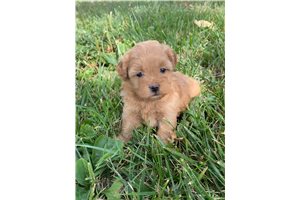 Chloe - Shih-Poo - Shihpoo for sale
