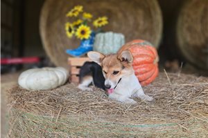 Raya - Corgi, American for sale