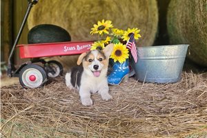 Ruger - puppy for sale