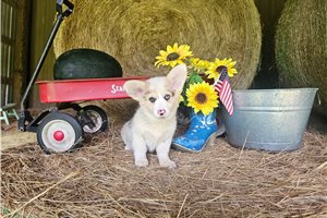 Rita - Corgi, American for sale