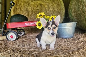 Rileigh - puppy for sale