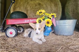 Reba - Corgi, American for sale