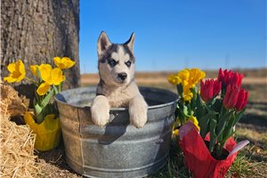 Stone - Siberian Husky for sale