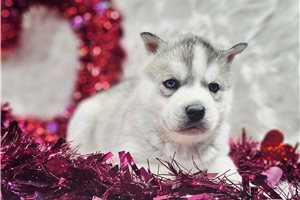 Granite - puppy for sale