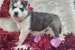 Stone - Siberian Husky for sale