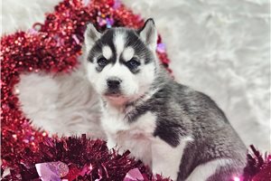 Avenger - puppy for sale