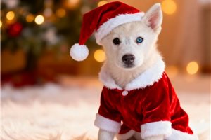 Violet - Siberian Husky for sale