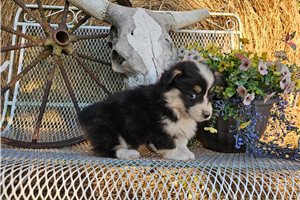 Kristin - Pembroke Welsh Corgi for sale