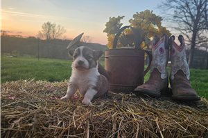 Willa - Pembroke Welsh Corgi for sale
