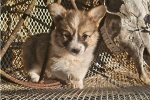 Willa - Corgi, Pembroke Welsh for sale