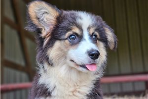 Kiki - Corgi, Pembroke Welsh for sale