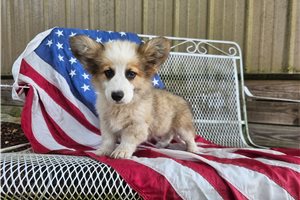Simba - Corgi, Pembroke Welsh for sale