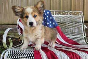 Kevin - Pembroke Welsh Corgi for sale