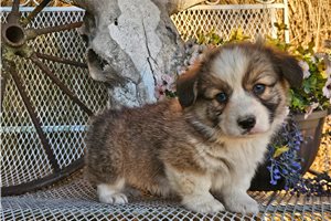 Kevin - Pembroke Welsh Corgi for sale