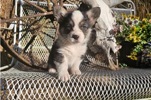 Wren - Pembroke Welsh Corgi for sale