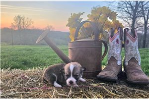 Stan - puppy for sale