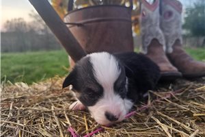 Wren - Corgi, Pembroke Welsh for sale