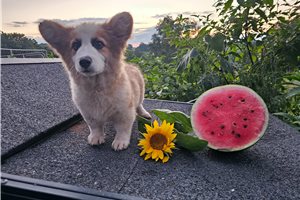 Simba - Corgi, Pembroke Welsh for sale