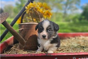 Kiki - Corgi, Pembroke Welsh for sale