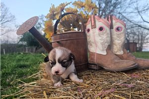 Wednesday - Pembroke Welsh Corgi for sale