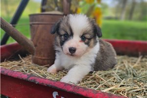 Kylie - puppy for sale