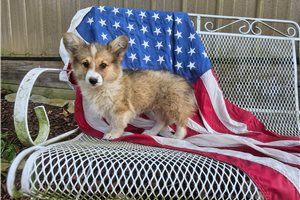 Willa - Corgi, Pembroke Welsh for sale