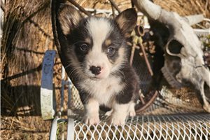 Steve - Corgi, Pembroke Welsh for sale