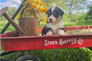 Kristin - puppy for sale