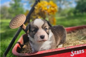 Kevin - Corgi, Pembroke Welsh for sale