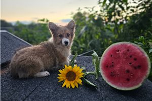 Willa - Corgi, Pembroke Welsh for sale