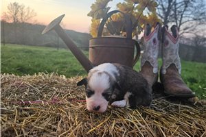 Simba - Corgi, Pembroke Welsh for sale