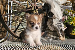 Stan - Corgi, Pembroke Welsh for sale