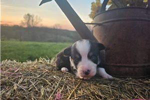 Steve - puppy for sale