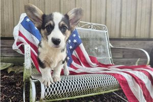 Wren - puppy for sale