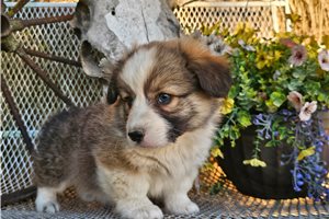 Kevin - puppy for sale