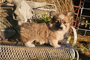 Kylie - Corgi, Pembroke Welsh for sale