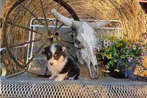 Kristin - Corgi, Pembroke Welsh for sale