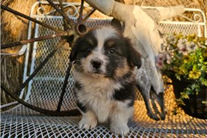 Kiki - puppy for sale