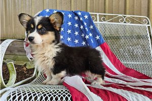 Kristin - Corgi, Pembroke Welsh for sale