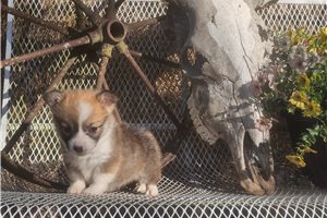 Wednesday - Corgi, Pembroke Welsh for sale