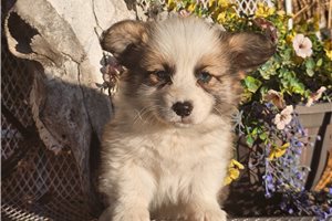 Simba - Pembroke Welsh Corgi for sale