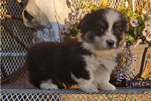 Kiki - Pembroke Welsh Corgi for sale