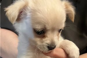 Spark - puppy for sale