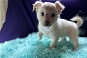 Jonas - Chihuahua for sale